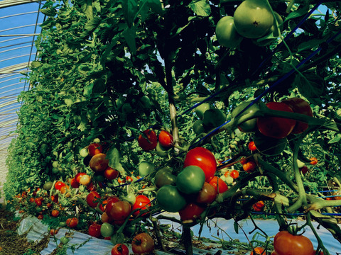 【食べ比べ2kgセット】🍅完熟トマト1.5kg(8〜12玉)・カラフルミニトマト500gの食べ比べセット🍅総量2kg