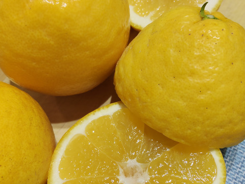 季節の柑橘【食べ比べ】2kg（箱込）