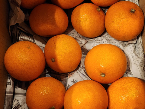 【(株)人にやさしく様用】【売り切り価格！祝！愛媛県出身たくろうM-1優勝セール！！無くなるまでやります！】愛媛が誇る高級柑橘　ふぞろいのまどんなたち　8kg×2箱（80個前後）（ご家庭用）