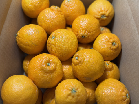 【有田みかん】果汁たっぷり！不知火デコ【また旅みかん】