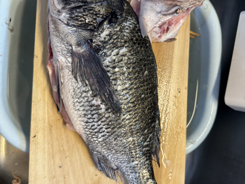 モモタロウさん専用真蛸(0.8㎏）+子だこ２匹+ハーフセット