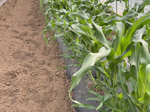 濃すぎる甘さ！とうもろこし「恵味ゴールド」　１０－１２本入り×１箱