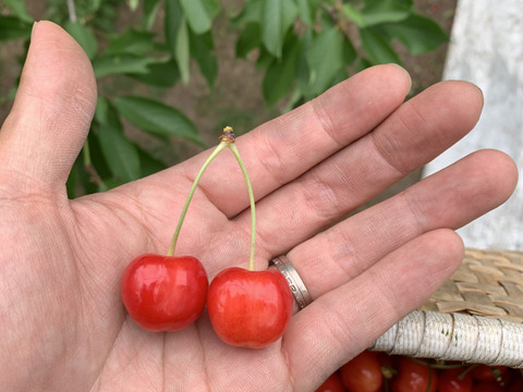 【贈答、プレゼント用】数量限定‼︎手詰め‼︎佐藤錦発祥の地。山形県東根産佐藤錦