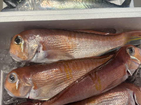 秋田沖荒波に揉まれた天然甘鯛BOX🐟2キロ