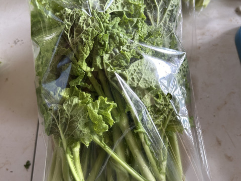 春を先取り！食用菜の花