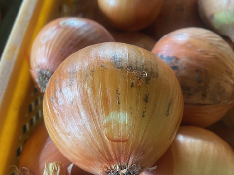 ◎農家直送!!【訳あり】淡路島産ブランド玉ねぎ 『にじたま』10kgダンボール入り（ご家庭用・25個前後） 使いやすいL・2L・3L混在！