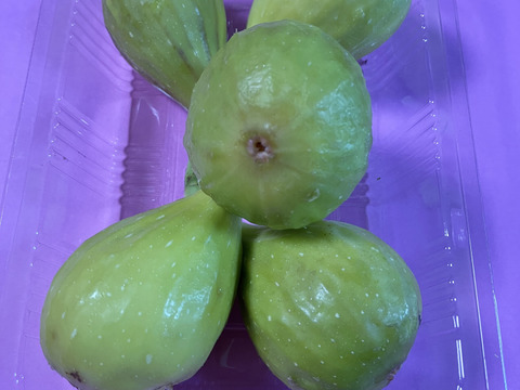 バナーネ　白いちじく　露地栽培　化学肥料農薬不使用　予約販売　順次配送