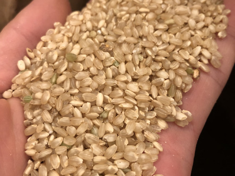 【令和６年産】ぶつき米7ぶ　笑顔が広がる、自然の味わい！静岡県産ハッピーヒルぶつき米（自然栽培）ご家庭用・4.5kg