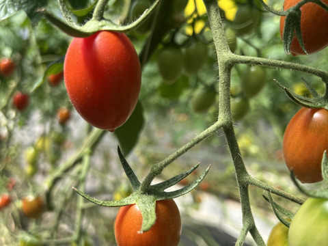 フルーツミニトマトあぽろんアイコ  1kg