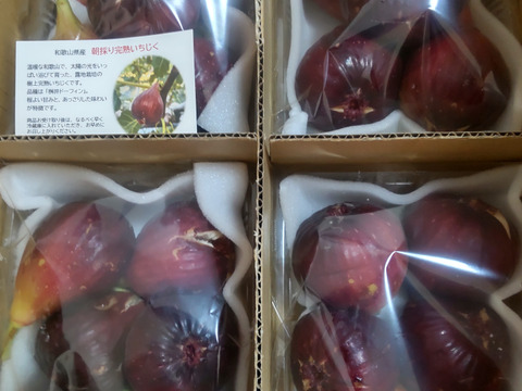 樹上完熟いちじく！朝採り！和歌山県産イチジク 1箱（500g×4P）