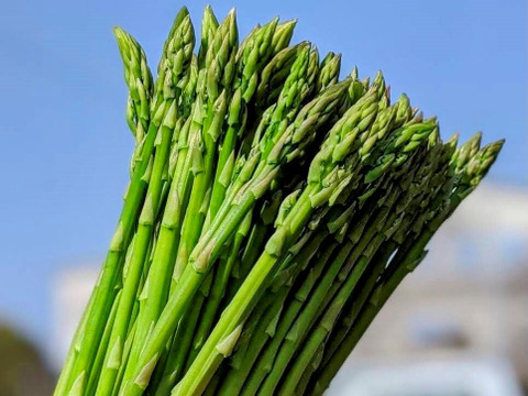 お子様にも大人気！　『スナックアスパラガス』　700g