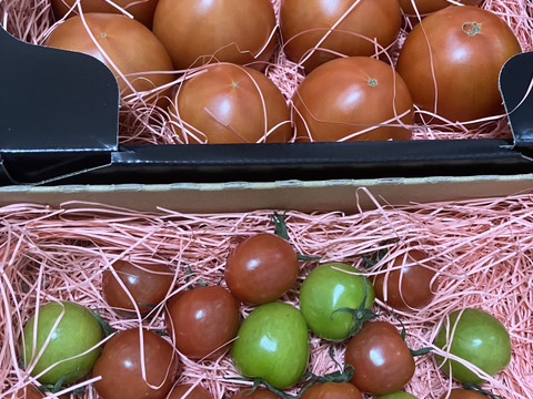 ～春夏秋冬～秋もトマトを楽しみましょう！ぜいたくトマト《秋の陣》