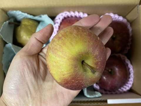 太陽の光を浴びた☆B級品サンふじ☆家庭用企画