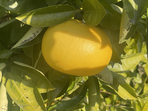 国産グレープフルーツ（オランジェッタやピールなどに）糖度13.5度　当農園調べ