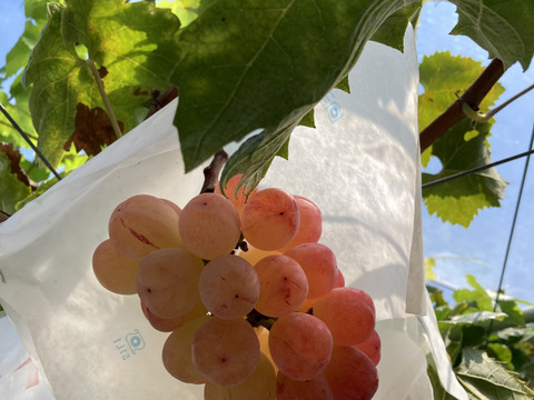 バイオレットキング 大粒 数量限定】紅色シャイン品種の大粒ぶどう バイオレットキング1房