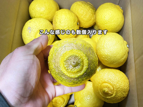 【愛媛県中島産】爽やかな甘さ！『はるか』サイズ混合5kg