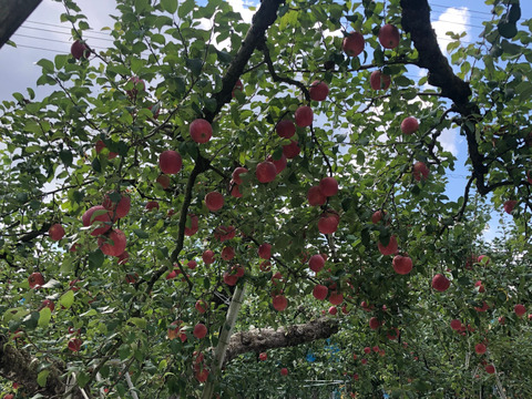 せとうち周防大島　りんごジャム