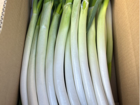 【群馬県産】　長ねぎ　20本
