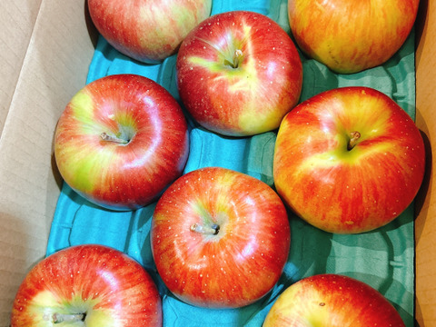 訳あり シナノスイート 3キロ箱 7～11玉 長野県産