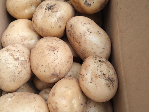 春馬鈴薯　ニシユタカ