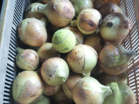 新タマネギ　8ｋｇ