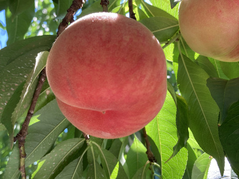 🍑果汁たっぷり！旬の白桃・品種おまかせ（約2kg・6〜9玉入り）（贈答用）