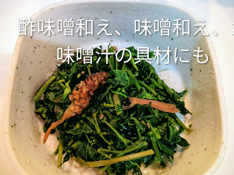 春先の柔らかなおまかせ野草セット🌿カラスノエンドウ、スギナ、ヨモギ、ハコベ、オオバコ、オオイヌフグリ、コツブツメクサ、カタバミ、その他 ※タイミングによって変化します※不用な野草はご連絡ください