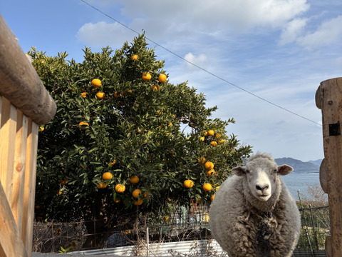 甘夏✴︎瀬戸内から農薬、化学肥料不使用✴︎（お徳用4.5kg）