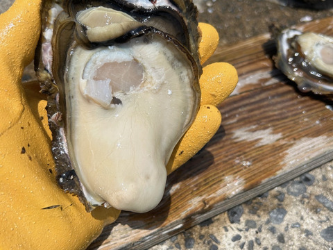 【夏ギフト】奥能登はいらんかいね　石川県穴水産　濃厚　岩牡蠣（生食用）　20個　＜300g以上～500g前後/１個＞　短冊熨斗対応可