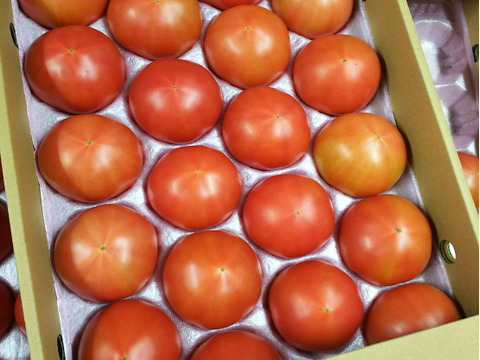 食べ出したら止まらない！
大玉トマト Lサイズ 20玉(4kg)
バーガーサイズ🍔
