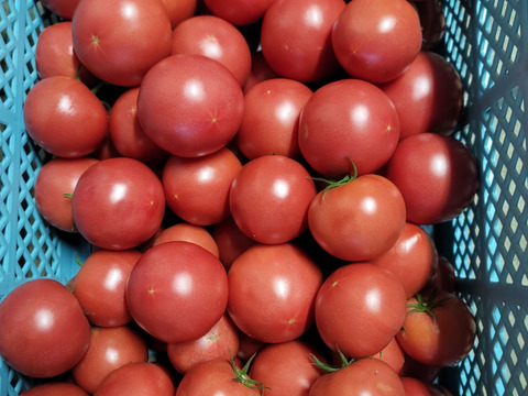 岐阜県産　訳あり８kg　飛騨高山　オーガニックトマト