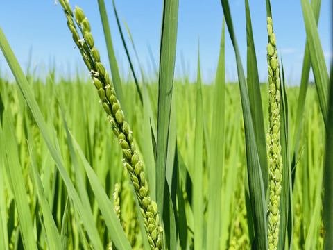 新米　コシヒカリ　宮崎県産　５キロ