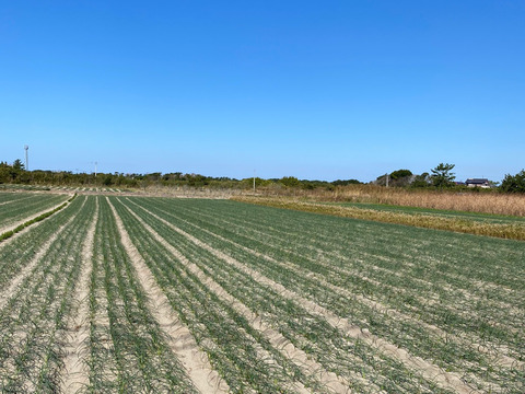 沢山のご要望に応えた大容量商品！白宝らっきょう酢漬け９０ｇ×１４Ｐ