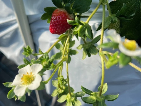 甘さと香りに惚れる朝摘み「古都華」540g 3Lサイズ