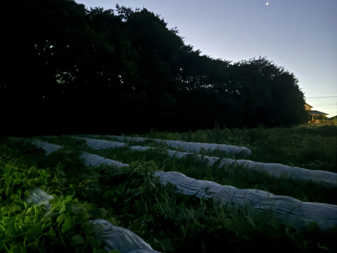 【雅】糖度13-17以上【金色羅皇】『大里果樹園のスイカ』2Ｌ-3Ｌ