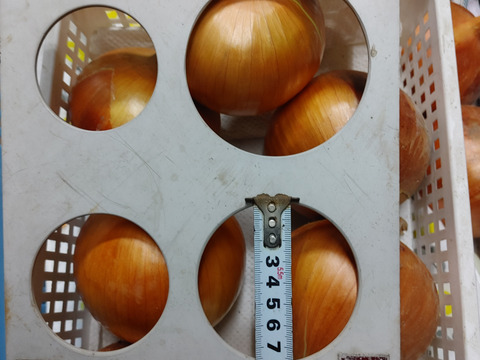 大好評，地層が違う淡路島、ターザン(風袋込み３キロ)