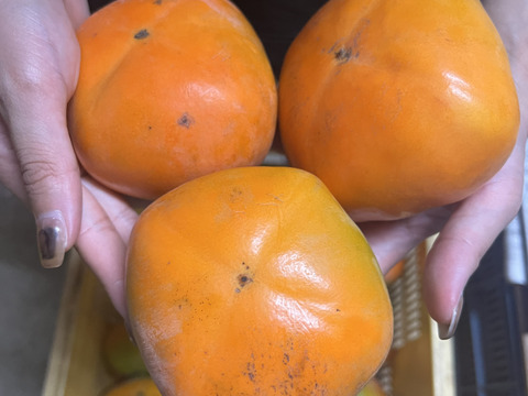 【送料500円引き】
🍁秋の恵み🍂《橋本ふるさと便》　
和歌山橋本の柿ご家庭用5キロ約20コ入り
