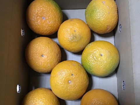 お試しスイートスプリング２キロ