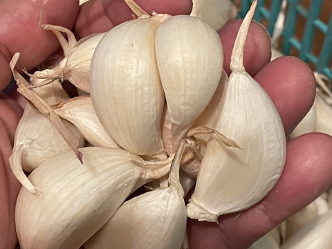 今だけ！６月８日（土）発送〜晴れ晴れファーム☆旬の水戸野菜セット・ニッシー価格2,400円(о´∀`о)