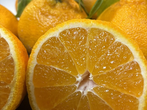 【高級柑橘】果汁たっぷり！樹上完熟【不知火】5ｋｇ程度