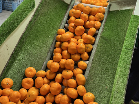 濃厚な味わい旬のちえみかん🍊（南柑20号）3㌔：愛媛県産の
