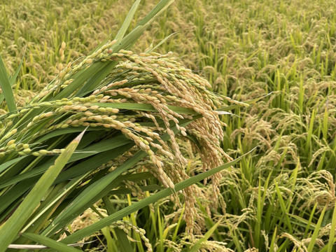 北海道産 特別栽培米 (令和4年産)ななつぼし10kg(玄米)