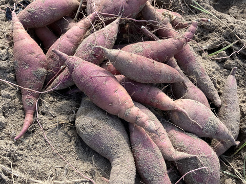 【福袋】農家の造るクラフトビール　飲み比べセット【冬ギフト】