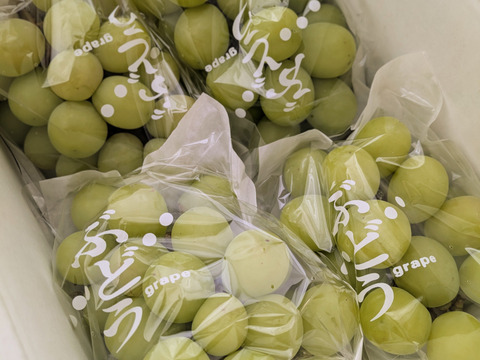 大好評♡朝採りシャインマスカット1.2kg箱（小粒・粒不揃いなど）