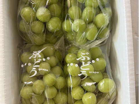 必ずお知らせをご覧頂きご購入お願い致します。家庭用、訳ありシャインマスカット2㎏（4~5房）サイズや表面に少しキズのある訳ありシャインマスカットです。