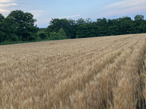 【北海道十勝産　自然乾燥全粒粉♡】数量限定！
昔ながらの天日乾燥は超希少！
小麦粉ゆめちから（強力粉）　１ｋｇ

手作りパンやスィーツ、パスタ等にオススメ♡