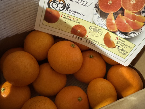 ☆農園1番人気☆ まどんな　家庭用2.5キロ×2箱