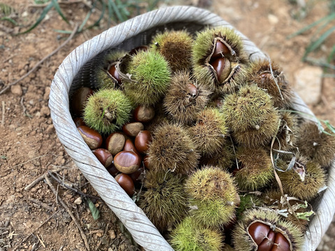 《注文殺到の為注文受けた順に発送いたします》30箱限定販売！渋皮がほとんど無い大人気の高級丹波栗M〜2Lサイズ(1kg)