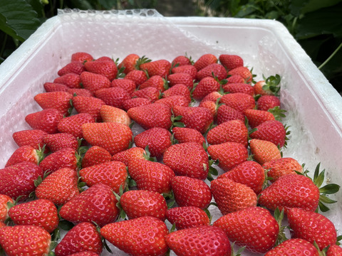 国産　芳醇な香り！かおり野冷凍イチゴ 3kg(1kg×3袋)