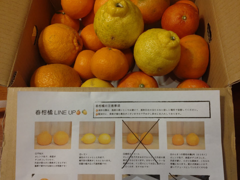 ［3kg］今が旬！春柑橘の詰め合わせ（4〜6種類・大小混合）【柑橘食べ比べ】